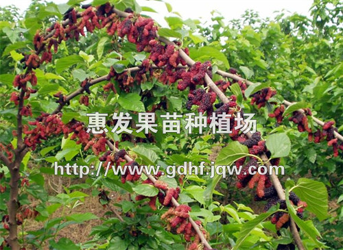 四季果桑苗/广东四季果桑苗/广东四季果桑苗价格/批发四季果桑苗 