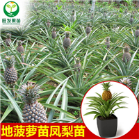 地菠萝（凤梨金钻菠萝） 