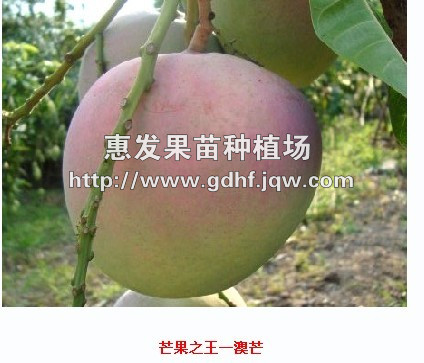 澳芒果/广东澳芒果/广东澳芒果价格 