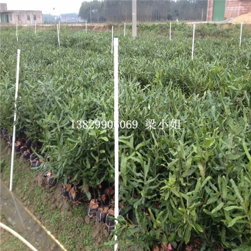 广西澳洲坚果苗基地，广西澳洲坚果苗出售 