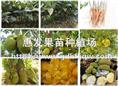 干包菠萝苗/供应干包菠萝苗/广东干包菠萝苗/批发干包菠萝苗 