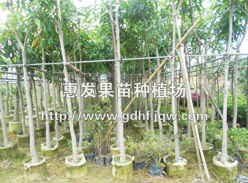 芒果绿化苗/广东芒果绿化苗/广西芒果 