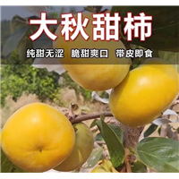 太秋脆甜柿子苗