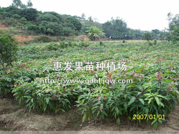 芒果直生苗/广东芒果直生苗批发/广东芒果 