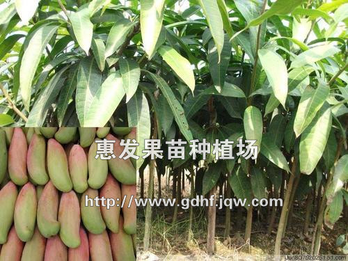 红象牙芒果苗/广东芒果苗苗圃/广东芒果苗 