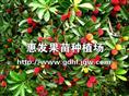 早熟红杨梅苗/辽宁哪里有早熟红杨梅苗 