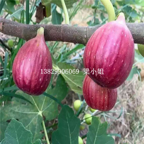 云南波姬红无花果苗基地 