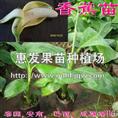香蕉苗/广东香蕉苗/广西香蕉苗 