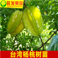 杨桃苗价格，批发杨桃苗，惠州果苗场 