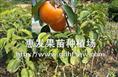 大红柿子苗/广东大红柿子苗/大红柿子苗供应商/批发大红柿子苗 