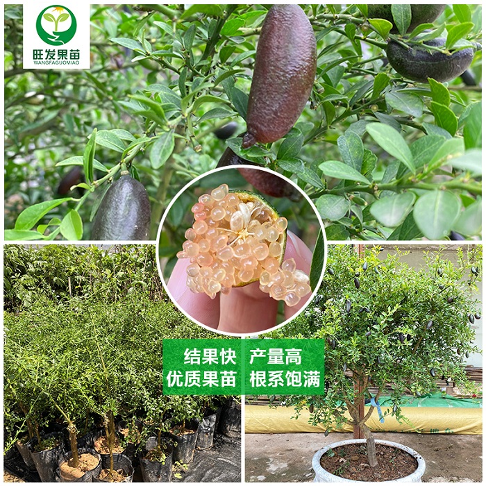 手指柠檬苗