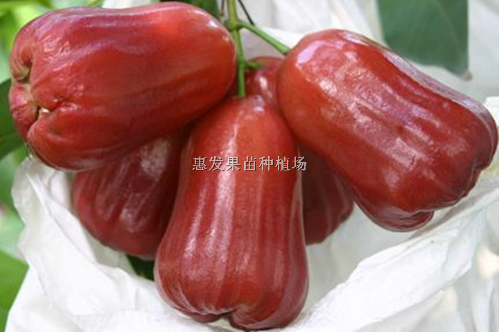哪里有飞弹莲雾出售/优质飞弹莲雾/莲雾苗 