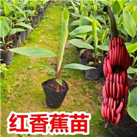 南洋红香蕉苗