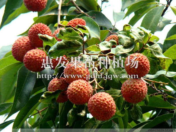 桂味荔枝苗/广西桂味荔枝苗/广东桂味荔枝苗/云南桂味荔枝苗 
