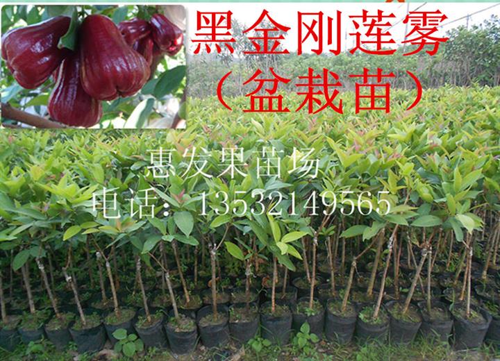 台湾黑金刚莲雾盆栽苗 