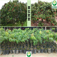 供应荔枝苗\广东荔枝苗香基地\惠州荔枝种苗 