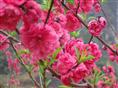 美丽桃花苗/广东桃花苗价格/桃花苗苗圃 