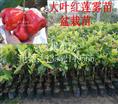 大叶红莲雾苗，大叶红莲雾苗报价 