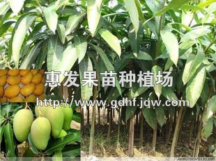 台农芒果苗/福建台农芒果苗/台农芒果苗 