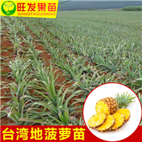 惠州地菠萝苗批发基地，惠州地菠萝苗价格 