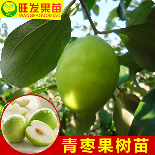 销售青枣苗-惠州青枣苗-惠州青枣苗批发 
