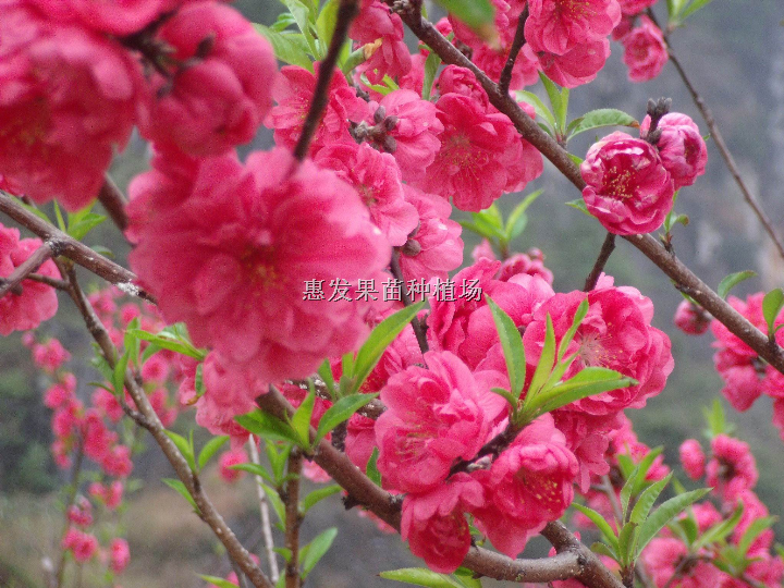美丽桃花苗/广东桃花苗价格/桃花苗苗圃 