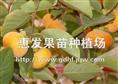 牛心柿子苗/福建牛心柿子苗/江西牛心柿子苗/批发牛心柿子苗 
