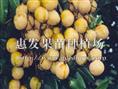 古山二号龙眼苗/四川龙眼苗价格 