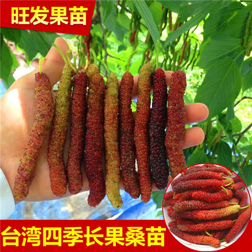 长果桑嫁接苗，优质长果桑苗，广东果苗 