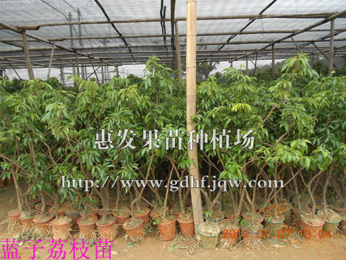 荔枝蓝子苗/福建荔枝蓝子苗/云南荔枝苗 