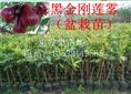 台湾黑金刚莲雾盆栽苗 