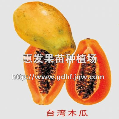 红妃木瓜/广东红妃木瓜/广东红妃木瓜苗圃/批发红妃木瓜 