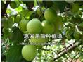 广东台湾蜜枣苗/批发广东台湾蜜枣苗/广东台湾蜜枣苗苗圃 