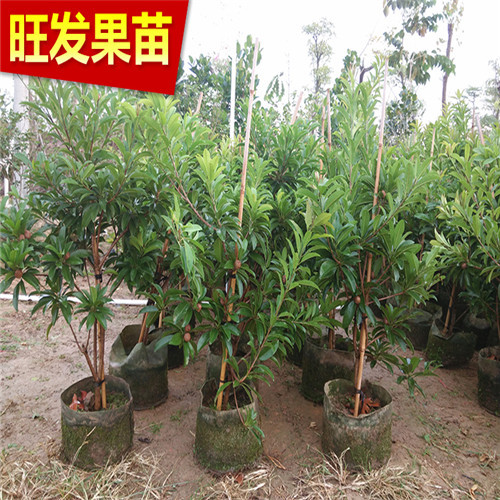 广东果苗，广东人心果苗，人心果嫁接苗 