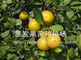 皇帝柑苗/广西皇帝柑苗价格/广东皇帝柑 