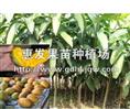 鸡蛋芒果苗/广东鸡蛋芒果苗/批发广东鸡蛋芒果苗/鸡蛋芒果苗批发商 