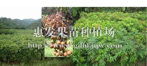 储良龙眼苗/广东储良龙眼苗/储良龙眼 