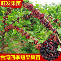 广东四季短果桑苗，惠州四季短果桑苗 