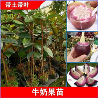 牛奶果苗星苹果苗