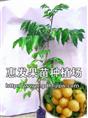 出世甜黄皮苗/辽宁出世甜黄皮苗/山东出世甜黄皮苗/批发出世甜黄皮苗 