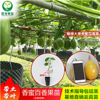 广东香蜜百香果苗基地