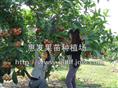 台湾莲雾树苗/广西台湾莲雾树苗/山西台湾莲雾树苗/ 