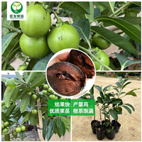 黑柿巧克力果苗