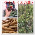 牛大力苗批发，广东牛大力苗，牛大力苗批发 