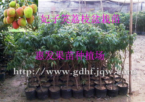 荔枝盆栽苗/四川荔枝盆栽苗/四川荔枝 