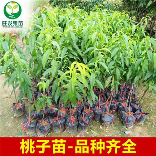 三月桃嫁接苗，惠州三月桃苗，惠州水果苗 