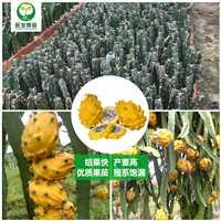 燕窝黄龙果苗火龙果苗