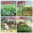 贵州金粉1号粉蕉苗批发商