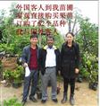 外国人来我场地订购果苗 