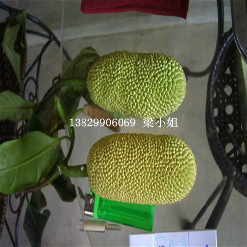 广西榴莲蜜苗供应\广西批发榴莲蜜苗 